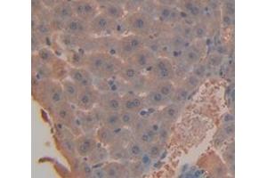 IHC-P analysis of Mouse Tissue, with DAB staining. (SERPING1 抗体  (AA 35-179))