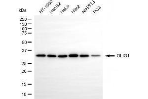 Western blotting analysis using OLIG1 antibody (ABIN7799700).