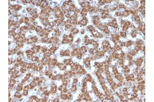 Formalin-fixed, paraffin-embedded human Liver stained with Prohibitin Mouse Monoclonal Antibody (PHB/3226). (Prohibitin 抗体  (AA 167-261))