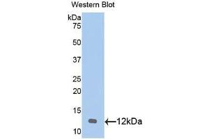 Western blot analysis of the recombinant protein. (CXCL1 抗体  (AA 25-96))