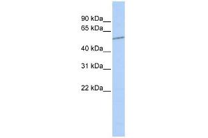 SLC39A7 antibody used at 1 ug/ml to detect target protein.