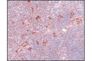 Immunohistochemistry of NAT11 in mouse thymus tissue with this product at 5 μg/ml. (NAA40 抗体  (C-Term))
