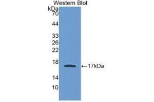 Detection of Recombinant APOA1, Human using Monoclonal Antibody to Apolipoprotein A1 (APOA1) (APOA1 抗体  (AA 122-267))