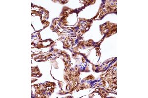 WNT3A Antibody immunohistochemistry analysis in formalin fixed and paraffin embedded human placenta tissue followed by peroxidase conjugation of the secondary antibody and DAB staining. (WNT3A 抗体  (AA 151-180))