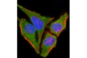 Immunofluorescence (IF) image for anti-Nuclear Receptor Subfamily 2, Group C, Member 2 (NR2C2) (AA 410-444), (Ser439) antibody (ABIN6242500)