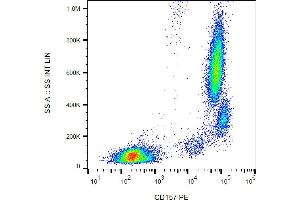 Flow cytometry analysis (surface staining) of human peripheral blood leukocytes with anti-human CD157 (SY11B5) PE. (BST1 抗体  (PE))