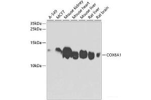 Western blot analysis of extracts of various cell lines using COX6A1 Polyclonal Antibody at dilution of 1:1000. (COX6A1 抗体)