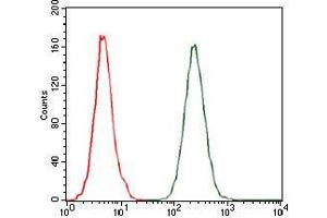 Flow cytometric analysis of A549 cells using CCL2 mouse mAb (green) and negative control (red).