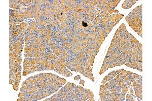 Arc Antibody at 1/100 staining Rat pancreatic tissue by IHC-P. (Arc 抗体  (Internal Region))
