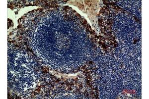 Immunohistochemistry (IHC) analysis of paraffin-embedded Human Tonsilla, antibody was diluted at 1:100.