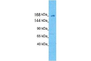 Western Blotting (WB) image for anti-Kinesin Family Member 21A (KIF21A) (N-Term) antibody (ABIN182908) (KIF21A 抗体  (N-Term))