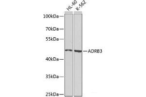 Western blot analysis of extracts of various cell lines using ADRB3 Polyclonal Antibody at dilution of 1:1000.