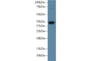 Western Blot; Sample: Porcine Liver lysate; Primary Ab: 1µg/ml Rabbit Anti-Porcine IGFBP1 Antibody Second Ab: 0. (IGFBPI 抗体  (AA 112-262))
