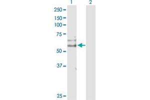Western Blot analysis of CDC14B expression in transfected 293T cell line by CDC14B MaxPab polyclonal antibody. (CDC14B 抗体  (AA 1-471))