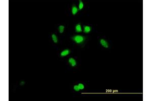 Immunofluorescence of purified MaxPab antibody to C21orf66 on HeLa cell. (PAX3 and PAX7 Binding Protein 1 (PAXBP1) (AA 1-398) 抗体)