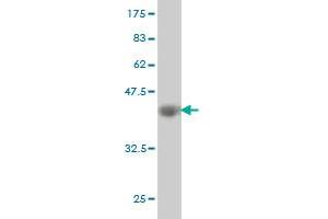 Western Blotting (WB) image for anti-Ena-Vasodilator Stimulated Phosphoprotein (EVL) (AA 309-418) antibody (ABIN565622)