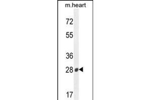 B3GAT2 Antibody (Center) (ABIN654428 and ABIN2844164) western blot analysis in mouse heart tissue lysates (35 μg/lane). (B3GAT2 抗体  (AA 123-150))