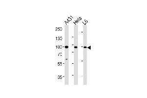 Western Blotting (WB) image for anti-Heat Shock Protein 90kDa alpha (Cytosolic), Class B Member 1 (HSP90AB1) (AA 438-465) antibody (ABIN392346)
