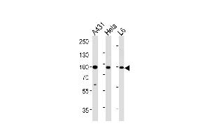 HSP90AB1 Antibody (Center) (ABIN392346 and ABIN2841985) western blot analysis in A431,Hela,L6 cell line lysates (35 μg/lane). (HSP90AB1 抗体  (AA 438-465))