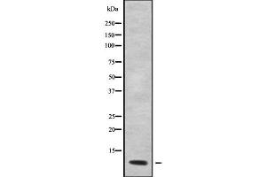 Western blot analysis GNG12 using COS7 whole cell lysates (GNG12 抗体)