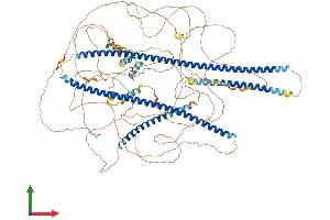 AlphaFold protein structure predicition of Human Recombinant AMOT Protein, UniprotID Q4VCS5