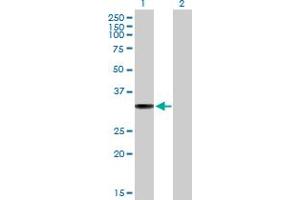 Western Blot analysis of IFI30 expression in transfected 293T cell line by IFI30 MaxPab polyclonal antibody. (IFI30 抗体  (AA 1-250))
