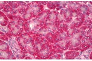 Anti-NOV / CCN3 antibody IHC staining of human pancreas. (NOV 抗体)