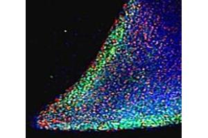 ABIN185444 (5 μg/mL) staining (green) parts of a colony of induced pluriform stem cells derived from Human Keratinocytes. (Nanog 抗体  (Internal Region))