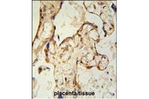 Immunohistochemistry (Paraffin-embedded Sections) (IHC (p)) image for anti-Paraoxonase 2 (PON2) (AA 74-101) antibody (ABIN651946)