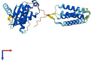 SEC22C Protein (AA 1-303) (His tag)