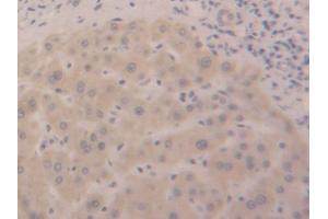 IHC-P analysis of Human Liver Tissue, with DAB staining. (DDO 抗体  (AA 117-199))