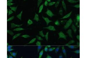 Immunofluorescence analysis of L929 cells using CD47 Polyclonal Antibody at dilution of 1:100. (CD47 抗体)