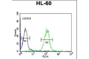 OL4 Antibody (Center ) 6783c flow cytometric analysis of HL-60 cells (right histogram) compared to a negative control cell (left histogram). (Apolipoprotein L 4 抗体  (AA 258-290))
