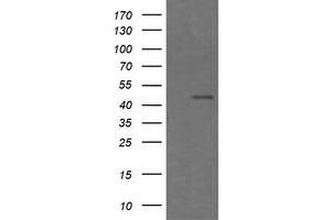 Image no. 2 for anti-Chromogranin A (CHGA) antibody (ABIN1497509) (Chromogranin A 抗体)