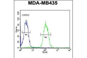 Flow cytometric analysis of MDA-MB435 cells (right histogram) compared to a negative control cell (left histogram). (DHRS7 抗体  (N-Term))