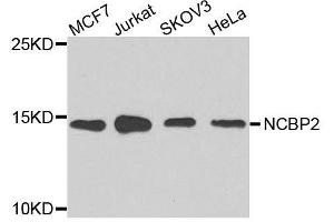 Western blot analysis of extracts of various cell lines, using NCBP2 antibody. (NCBP2 抗体  (AA 1-156))
