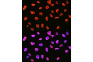 Immunofluorescence analysis of U-2 OS cells using mSin3A Rabbit mAb (ABIN7270318) at dilution of 1:100 (40x lens). (SIN3A 抗体)