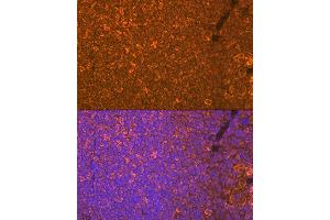 Immunofluorescence analysis of mouse spleen using Oncostatin M Rabbit mAb (ABIN7269099) at dilution of 1:100 (40x lens). (Oncostatin M 抗体)