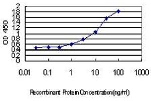Detection limit for recombinant GST tagged IRF4 is approximately 0. (IRF4 抗体  (AA 342-451))