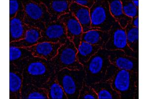 Immunofluorescence staining of AHNAK1 in HeLa cell line using anti-AHNAK1 (; red). (AHNAK 抗体  (N-Term))