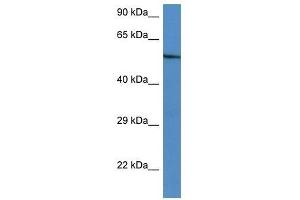 Western Blot showing Zbtb43 antibody used at a concentration of 1. (ZBTB43 抗体  (C-Term))