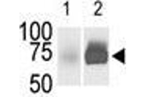 The anti-SphK2 Pab is used in Western blot (Lane 1) to detect c-myc-tagged SphK2 in transfected 293 cell lysate (a c-myc antibody is used as control in Lane 2). (SPHK2 抗体  (C-Term))