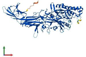 AlphaFold protein structure predicition of Mouse Recombinant Padi2 Protein, UniprotID Q08642