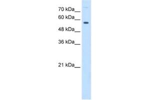 Western Blotting (WB) image for anti-Butyrophilin, Subfamily 1, Member A1 (BTN1A1) antibody (ABIN2462832) (BTN1A1 抗体)
