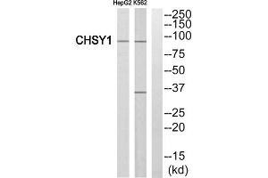 Western blot analysis of extracts from HepG2 cells and K562 cells, using CHSY1 antibody. (CHSY1 抗体  (Internal Region))