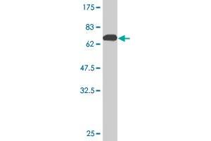 Western Blot detection against Immunogen (74. (ANGPTL3 抗体  (AA 17-460))