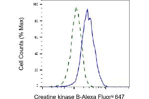 Validation of Creatine kinase B knockdown using flow cytometry. (Recombinant CKB 抗体)