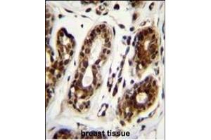 NCL Antibody (Center ) (ABIN655626 and ABIN2845105) immunohistochemistry analysis in formalin fixed and paraffin embedded human breast tissue followed by peroxidase conjugation of the secondary antibody and DAB staining. (Nucleolin 抗体  (AA 428-455))
