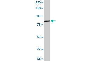 GSN MaxPab polyclonal antibody. (Gelsolin 抗体  (AA 1-782))