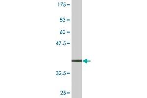 Western Blot detection against Immunogen (36. (FADD 抗体  (AA 109-208))